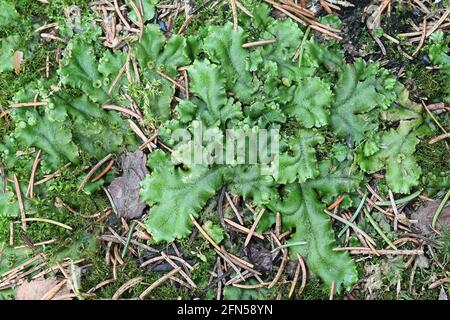 Marchantia polymorpha ssp Ruderalis, bekannt als das gewöhnliche Leberkraut oder Regenschirmliverwort, wächst auf einem Waldbrandgebiet in Finnland Stockfoto