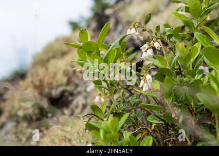 Blüte der Heidelbeere Vaccinium myrtillus an einem sonnigen Sommertag, auf einem Hügel, vor einem verschwommenen Hintergrund. Stockfoto