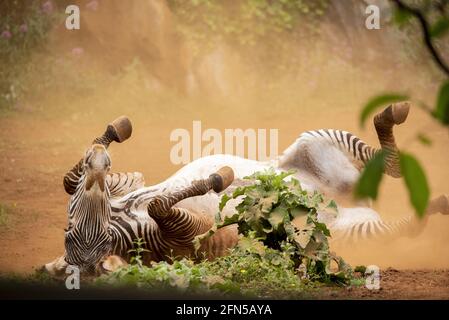 Grevys Zebra entwurmt Stockfoto