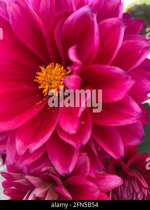 Nahaufnahme der dunkelrosa Dahlia-Blüten Stockfoto