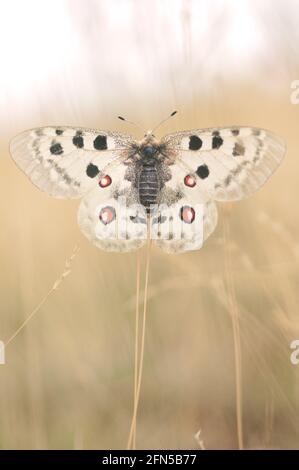 Apollo Schmetterling im Abendlicht Stockfoto