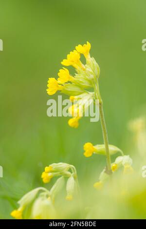 Eine Nahaufnahme eines blühenden Cowslip (Primula veris) auf einer Wiese in den Mendip Hills. Auch bekannt als Common Cowslip und Cowslip Primrose. Stockfoto