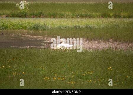 Weißschwan brütet im Natursee (Toblacher See) in Toblach, Südtirol, Italien Stockfoto