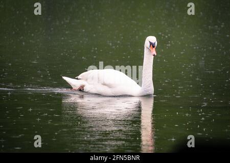 Schöner eleganter, weißer Schwan, der am Regentag am Toblacher See, Toblach Toblach, Südtirol, Italien, im See schwimmt Stockfoto