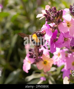 Hummel (bombus) auf rosa Wandblume (erysimum cheiri) Blühen Sie im Frühling Stockfoto