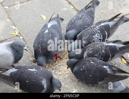 Zahlreiche Tauben essen Brotkrumen in der Straße des Europäische Stadt Stockfoto