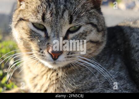 Eine heimische Kurzhaarkatze Stockfoto