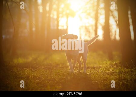 Portrait eines glücklichen reinrassigen labrador Retriever Hundes im Sonnenuntergangswald Stockfoto