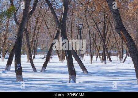 Verschiedene Bäume im Park im Schnee im Winter Stockfoto