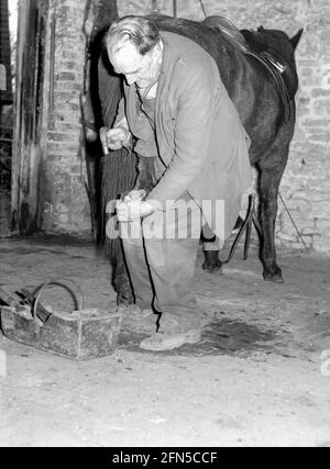 Ein Schmied oder ein Schmied hämmert Nägel in einen Schuh Der hintere HUF eines schwarzen Pferdes in den 1950er Jahren