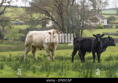 charolais Bulle und Kühe auf einem Feld Stockfoto