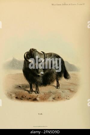 Wild Yak von Lydekker, Richard, veröffentlicht von Rowland ward LTD im Jahr 1898. [Wild Yak (Bos mutus) ist ein großes, wildes Vieh, das im Himalaya beheimatet ist. Es ist der Vorfahr des heimischen Yaks (Bos grunniens)] Stockfoto