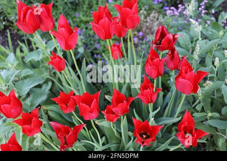 Rote Tulpen im Hof Stockfoto