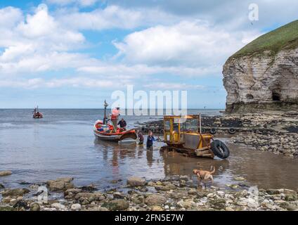 Flamborough, East Yorkshire, Großbritannien, 12. Mai 2021 - zwei kleine Fischerboote nähern sich dem Ufer, um den Fang zu landen und werden von einem gelben Trac zum Strand geschleppt Stockfoto