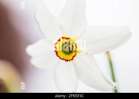 Nahaufnahme der Einzelblume von Pheasant's Eye Narcissus Stockfoto