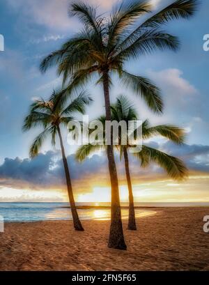 Palmen am Strand im Salt Pond Beach Park, Kauai, Hawaii Stockfoto