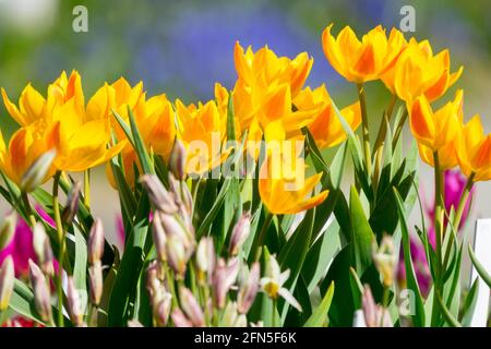 Tulipa heweri gelbe Zwergtulpen Frühlingsgarten blühende Pflanze Blume gelbe Tulpen kleine Klümpchen von Arten Tulpengruppe kleine Blüten blühende Mai Stockfoto