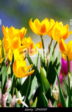 Tulipa heweri gelbe Zwergtulips Frühlingsgartentuplips Stockfoto