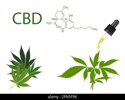 CBD-Hanföl mit grünen medizinischen Marihuana-Blättern auf weißem Vektor-Hintergrund. Chemische Formel von Cannabidiol. Schönes Banner von grünem Cannabis Flowe Stock Vektor