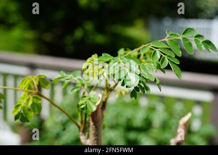 Moringa Baum wächst, selektiver Fokus Stockfoto