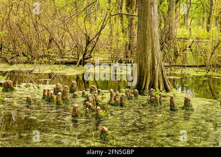 Glatzenbaum und Zypressenkniee, mit Entenkraut bedeckter Sumpf. Salt Creek Nature Preserve, Cook County, Illinois. Stockfoto