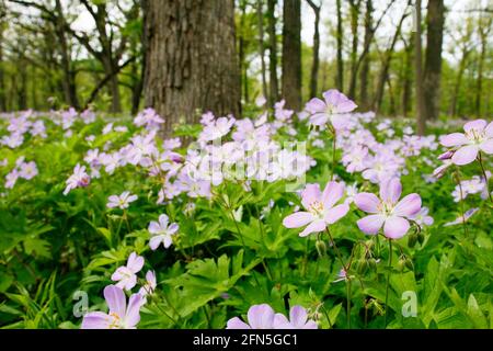 Wilde Geranium (Geranium maculatum) blüht in Eichensavanna, Salt Creek Woods Nature Preserve, Cook County, Illinois. Stockfoto