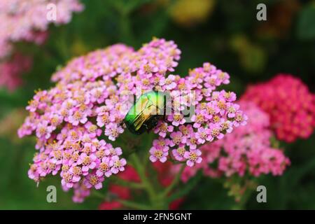 Rosenschäfer auf einer Schafgarbe Stockfoto