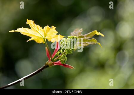 Nahaufnahme von neu auftauchenden Blüten und Blättern des Sycamore-Baumes, Acer pseudoplatanus, im Frühjahr Stockfoto