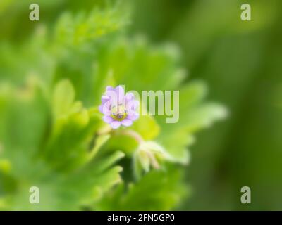 Nahaufnahme von Schnittsalben-Kranichschnabel, Geranium dissectum, vor grünem Hintergrund Stockfoto