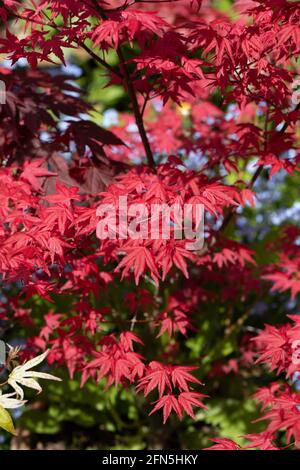 Leuchtend rote Blätter des Acer palmatum im Frühlingssonne in einem englischen Garten. Stockfoto