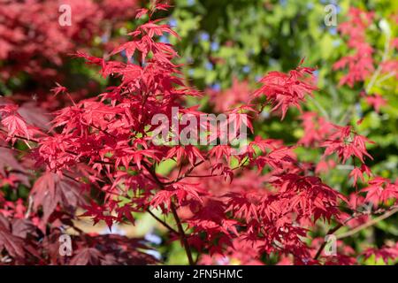 Leuchtend rote Blätter des Acer palmatum im Frühlingssonne in einem englischen Garten. Stockfoto