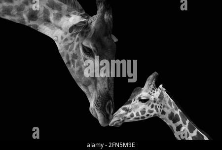 Schwarz-Weiß-Porträt Mutter Giraffe Spielt Mit Baby Giraffe Stockfoto