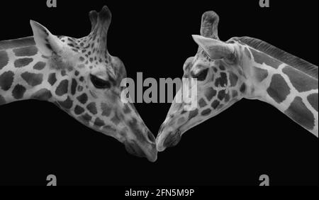 Schöne Schwarz-Weiß-Porträt-Giraffe Auf Dem Schwarzen Hintergrund Stockfoto