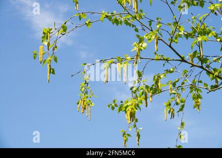 Dowy Birch Kätzchen Europäische Weiße Birke Frühling Stockfoto