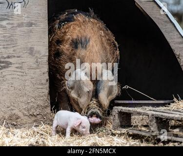 Oxford Sandy Schwarzes Schwein mit Ferkeln Stockfoto