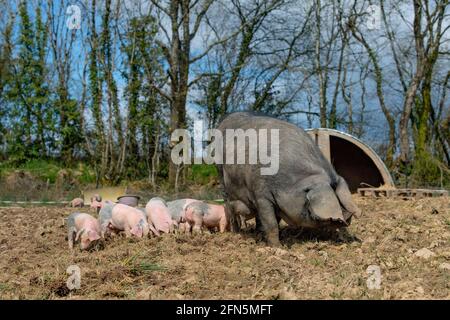 Großes schwarzes Schwein mit ihren Ferkeln Stockfoto