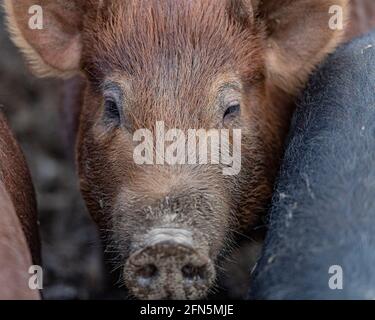 tamworth Schwein Stockfoto