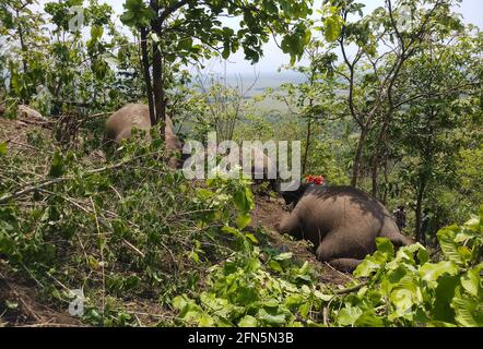 Nagaon, Assam, Indien. Mai 2021. Kadaver von Elefanten an der Stelle, an der vermutlich achtzehn Elefanten bei Blitzeinschlägen in den Bamuni Hills im Nagaon-Distrikt von Assam ums Leben gekommen sind. Quelle: David Talukdar/ZUMA Wire/Alamy Live News Stockfoto