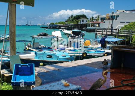 Boote auf dem Fischmarkt in Puerto Ayora, Insel Santa Cruz, Galapagos, Ecuador, festgemacht Stockfoto