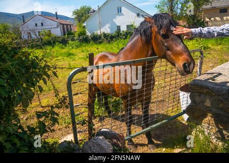 Hand streichelte ein Kastanienpferd auf einer Wiese. Stockfoto