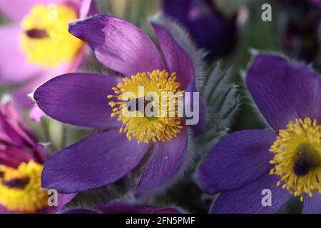 Ein Vollformatbild einer Pulsatilla vulgaris, Pasque Flower, mit dem Fokus auf den hellgelben Staubblättern, umgeben von geschwungenen violetten Blüten Stockfoto