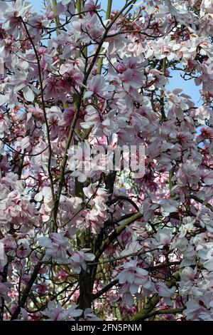 Die rosafarbenen Blüten eines Magnolia Sprengeri Diva-Baumes. Englischer Garten, März. (Sprengers Magnolie Diva; Sprengers Magnolie) Stockfoto