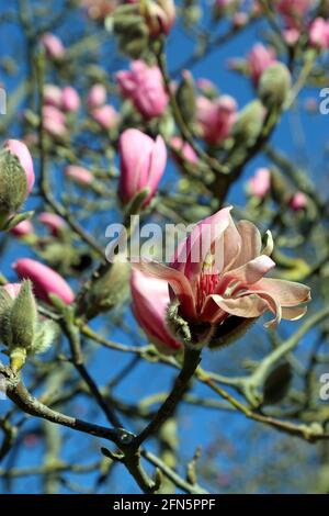 Eine dunkelrosa Magnolienblüte hebt sich vor den pinken Knospen vor einem hellblauen Himmel hervor. Im März in einem englischen Garten fotografiert. Stockfoto