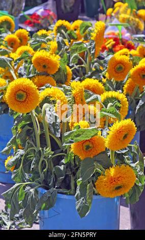 Vollformatbild eines Eimers mit Teddybär Sonnenkönig Sonnenblumen zum Verkauf. Sonniger Marktplatz, Place Richelme, Aix-en-Provence, Südfrankreich. Stockfoto