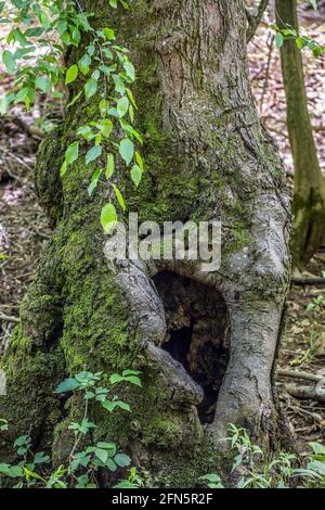 Alter großer hohler Baum mit Kröten und mit Knoten bedeckten Ästen Moos und eine giftige Efeu-Rebe, die auf der Rinde wächst Nach oben noch leben mit der inneren Verrottung Stockfoto