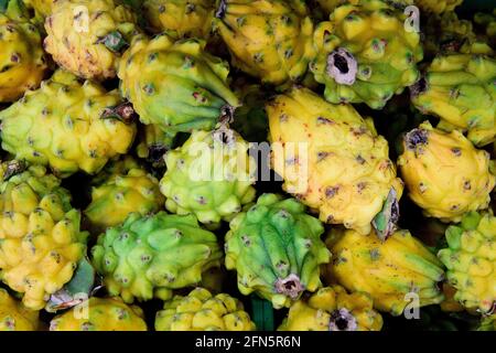 Kolumbianische Drachenfrucht, frisch geerntete rohe gelbe Pitaya / Pitahaya oder Selenicereus megalanthus auf einem Bauernmarkt in Kolumbien, Südamerika Stockfoto
