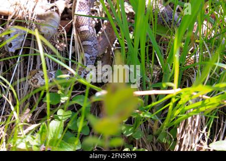Foto des Kopfes einer östlichen Milchschlange, Lampropeltis triangulum, der sich in der Sonnenhitze auf einem alten Brett in einer Wisconsin Prärie erwärmt. Stockfoto