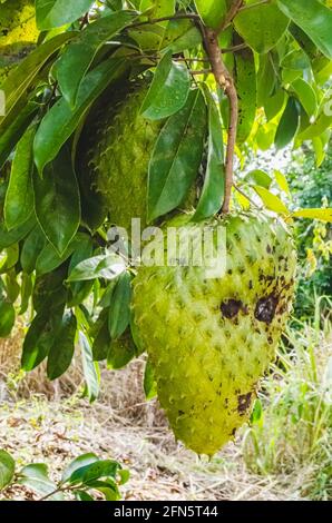 Zwei Reife Soursops Unter Laub Am Baum Stockfoto