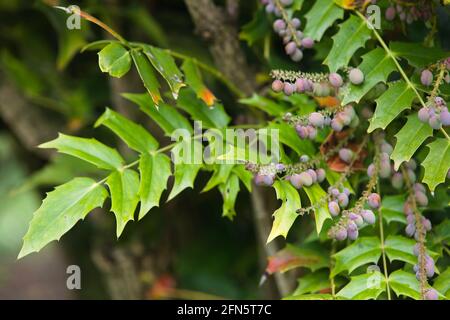 Nahaufnahme von leuchtend grünem Laub und Früchten auf Mahonia x media/Oregon Grape, „Lionel Fortescue“ Stockfoto