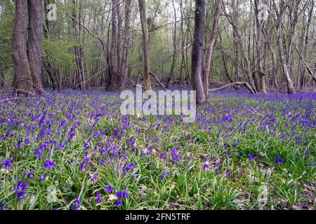 Teppich aus Blauhells im Frühling in den Wäldern, Sussex, England Stockfoto